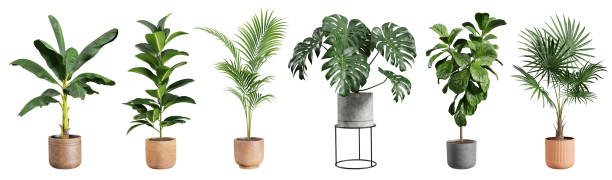 Plants and Planters