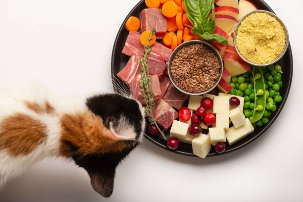 Kitten eating plate with raw lamb cubes and assortment of vegetables Chop Vegetables and Prep Dry Ingredients
