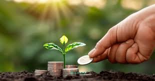 Coins stacked next to a small three-leaf plant growing in nature, symbolizing financial growth and money management for beginners