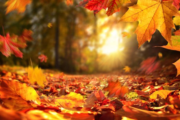 autumn photography A sunlit forest path covered in colorful falling autumn leaves, an ideal shot for demonstrating the quality of the best budget camera phones.